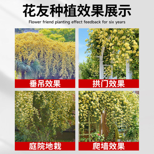 黄木香花苗爬藤植物花卉重瓣白木香树苗蔷薇阳台庭院四季开花盆栽 - 图3