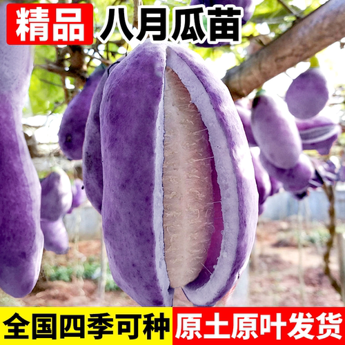 无籽八月瓜树苗大苗八月炸果树苗野果水果苗盆栽南方庭院四季种植 - 图0
