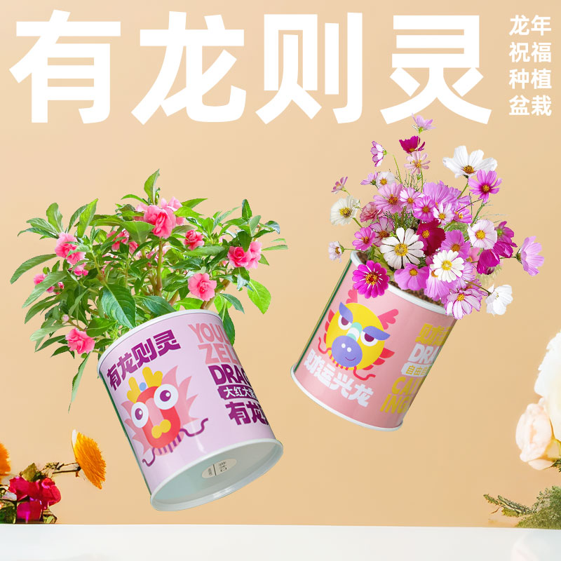 龙年祝福迷你盆栽小花农凤仙花四叶草花卉绿植物种子儿童种植罐头 - 图2