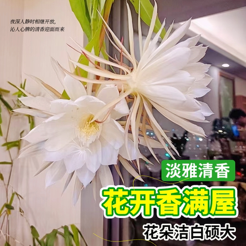 小叶昙花盆栽带花苞鲜花花卉植物阳台室内花苗好养活四季耐阴绿植 - 图1