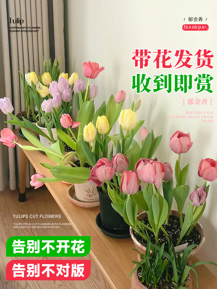 郁金香成品苗郁净香种球带花苞水培土培发芽室内花卉鲜花种苗盆栽 - 图1