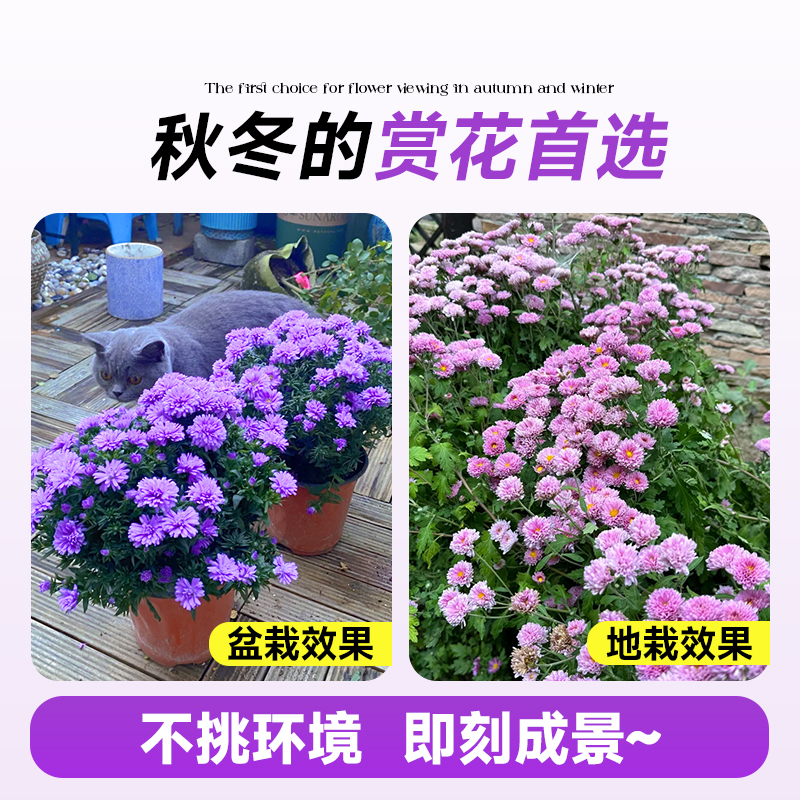 翠菊盆栽花苗带花室内阳台植物花卉紫菀菊花苗易活适合秋天种的花 - 图3