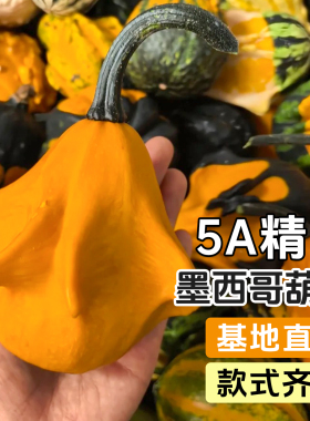 5A精品墨西哥葫芦皮厚饱满