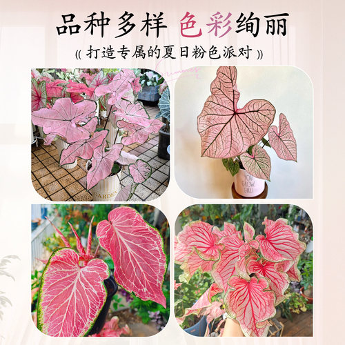彩叶芋盆栽网红绿植花卉进口种球甜心粉色和声观叶植物室内好养活 - 图3