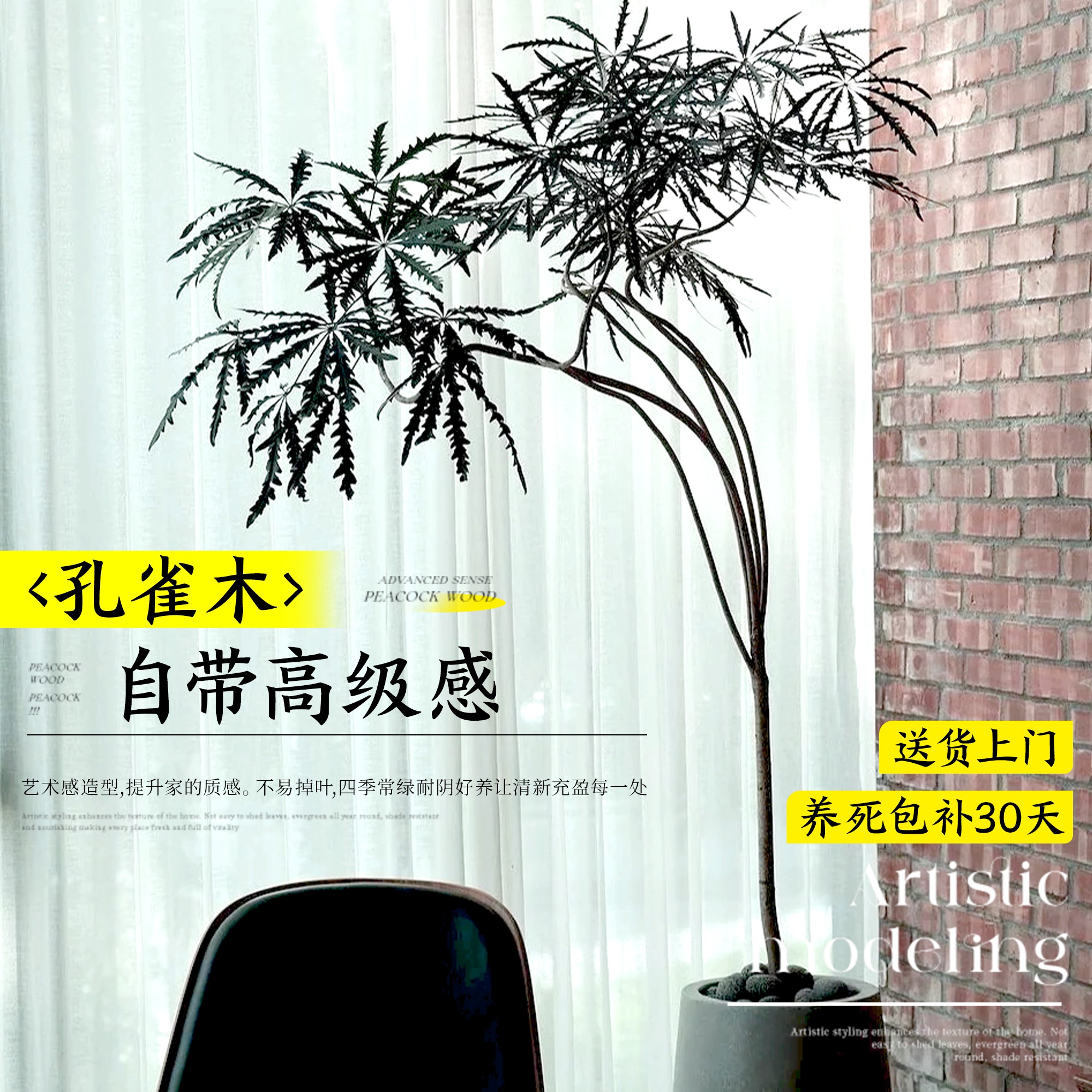 孔雀木绿植室内大型盆栽客厅办公室网红观叶植物落地大号四季好养 - 图0