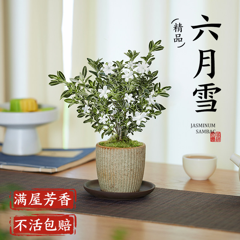 六月雪盆景室内老桩小盆栽植物四季开花卉好养活客厅桌面绿植摆件,淘宝优惠券,粉丝福利购,淘宝优惠卷