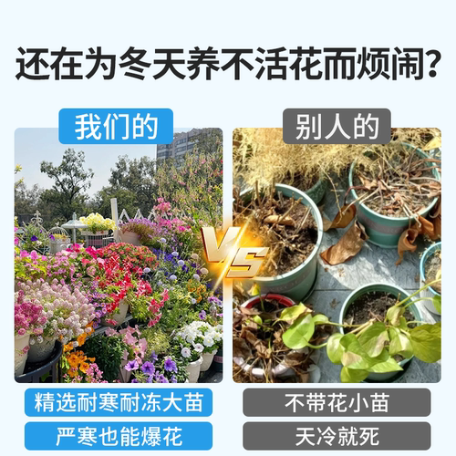 适合冬天养的花种的花冬天不怕冻的花室外四季绿植开花卉耐寒耐冻 - 图0