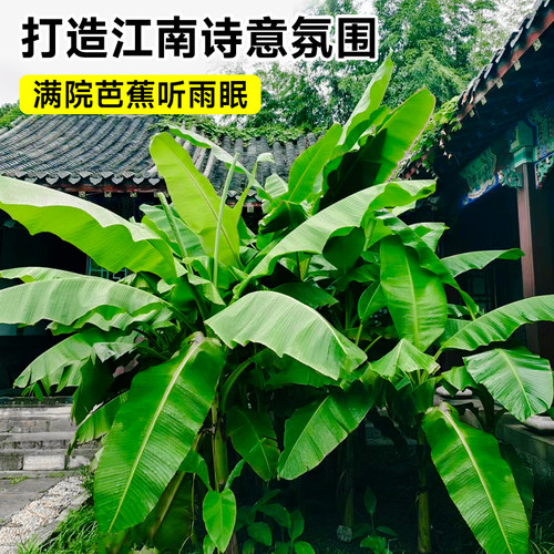 芭蕉树苗地栽盆栽绿植香蕉苗粉蕉庭院芭蕉树耐寒观赏北方室外好养 - 图3