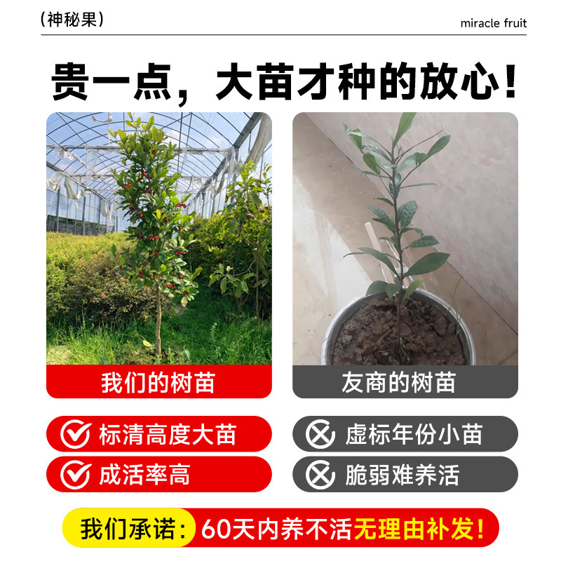 神秘果果树果苗盆栽云南神秘果鲜果干变味果四季阳台庭院盆栽地栽,淘宝优惠券,粉丝福利购,淘宝优惠卷