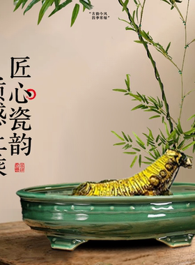 小叶簕竹专用花盆簕竹老桩专用