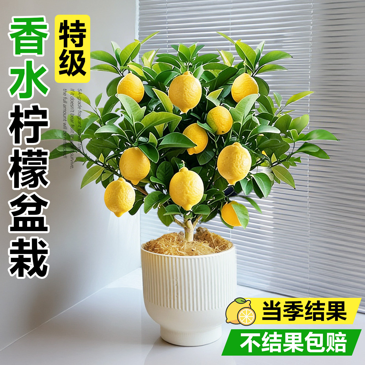 香水柠檬树盆栽老桩带果水果树苗客厅绿植物可食用室内外阳台结果,淘宝优惠券,粉丝福利购,淘宝优惠卷