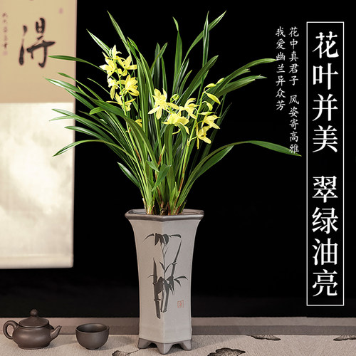 兰花盆栽带花苞大苗香兰草直销带土四季浓香名贵建兰花卉植物室内 - 图3