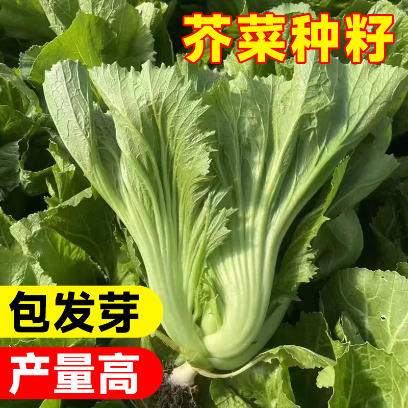 芥菜种籽大全四川大叶青菜包心酸菜冬天四季阳台盆栽蔬菜种子种孑 - 图1