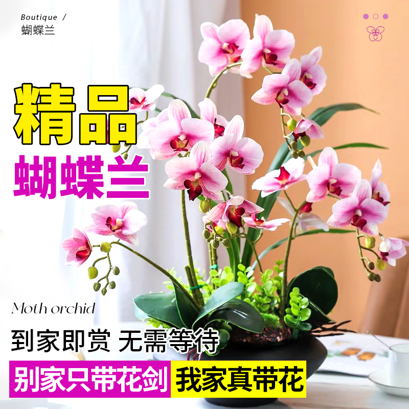 蝴蝶兰盆栽带花大兰花苗四季种易活花卉室内植物鲜花适合客厅摆放
