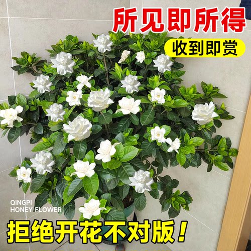 独杆棒棒糖栀子花盆栽带花苞四季大叶老桩栀枝树苗牡丹开花卉植物 - 图1