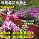 Nutrient soil for flower cultivation, general purpose flower soil, flower planting soil
