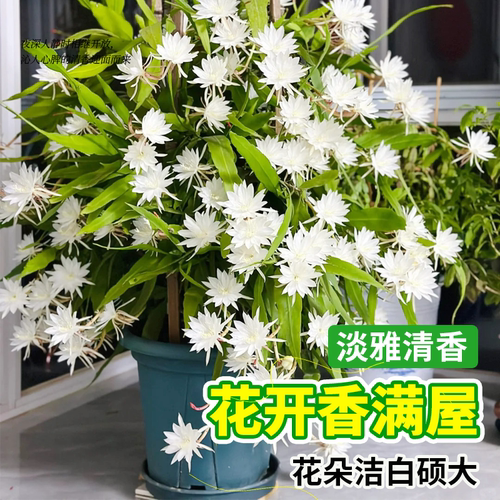 小叶昙花盆栽带花苞鲜花花卉植物阳台室内花苗好养活四季耐阴绿植 - 图0