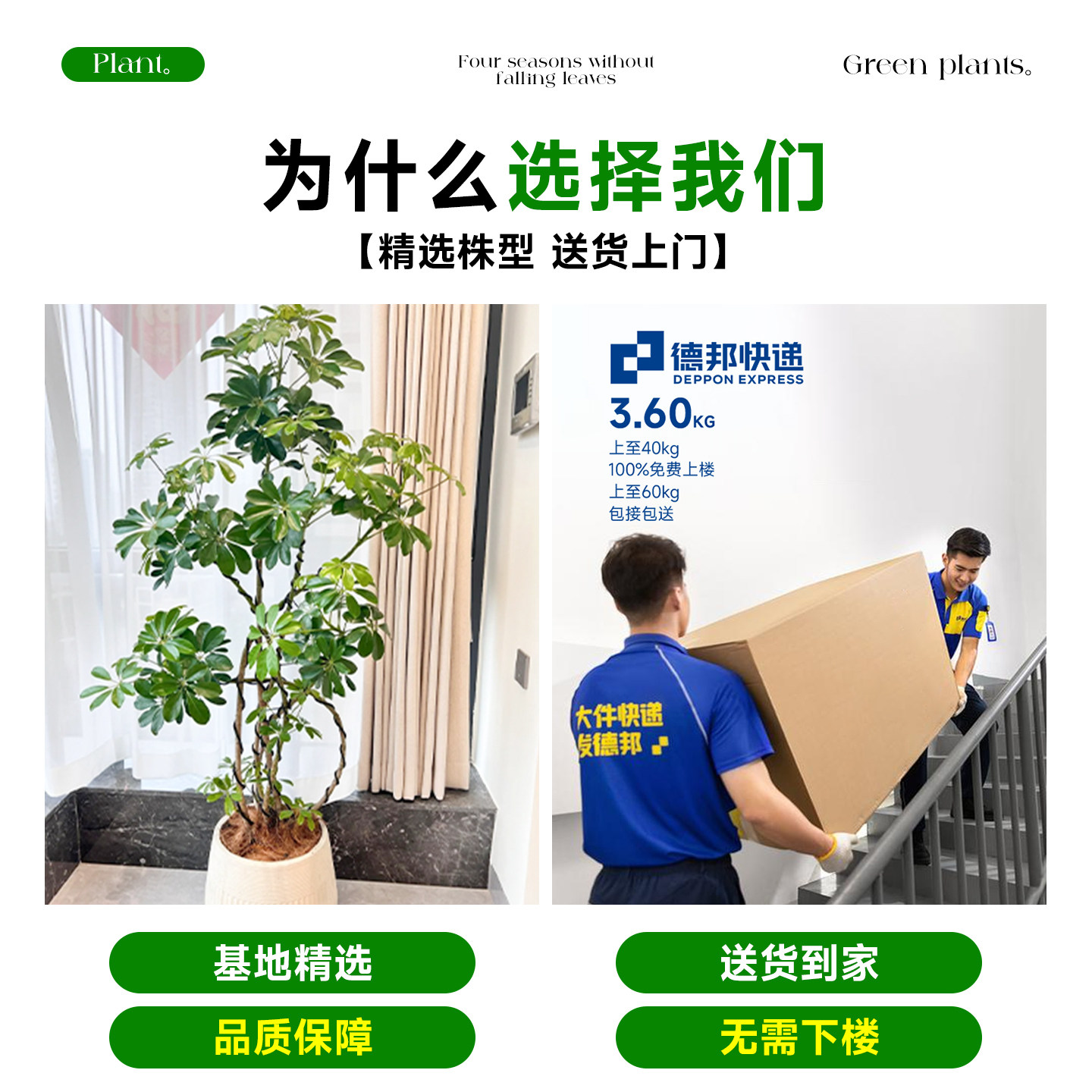 鸭脚木客厅绿植高级感八方来财大型植物盆栽高端大气上档次鸭掌木,淘宝优惠券,粉丝福利购,淘宝优惠卷