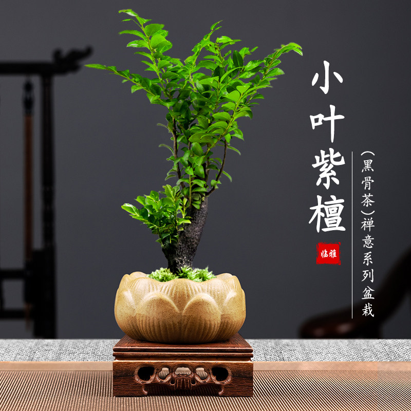 紫檀盆景绿植 Top 0件紫檀盆景绿植 22年11月更新 Taobao