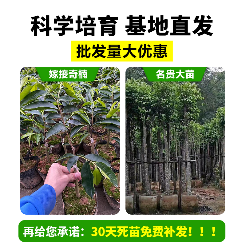 正宗奇楠海南沉香树苗盆栽金丝楠木小叶紫檀庭院十大名贵树苗大全 - 图2