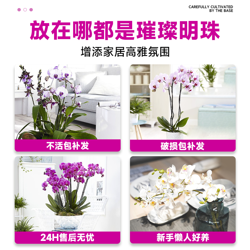 蝴蝶兰盆栽带花大兰花苗四季种易活花卉室内植物鲜花适合客厅摆放