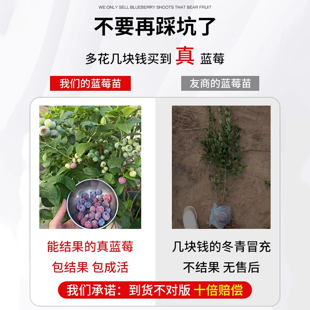 蓝莓树果苗盆栽车厘子种植水果蓝梅树苗客厅花卉耐寒耐旱好养四季