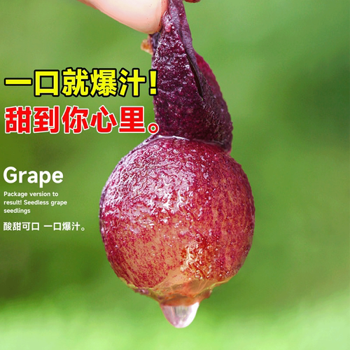 巨峰葡萄树果苗阳光玫瑰果树果苗盆栽南北方耐寒四季种植嫁接爬藤 - 图2