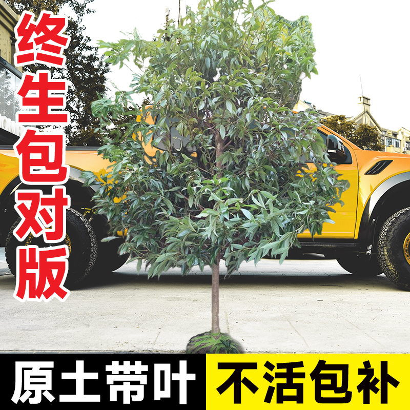 金丝楠木树苗正宗十大庭院名贵小叶桢楠木树苗盆栽南北方种植大树 - 图1