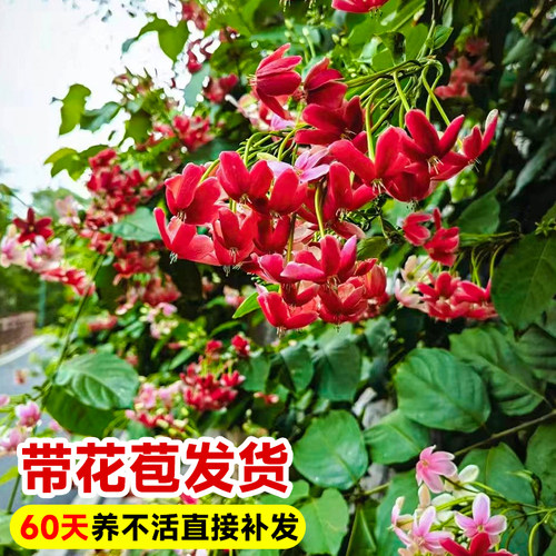 使君子爬藤植物大花苗重瓣带花苞水君子庭院阳台耐热花卉绿植驱蚊 - 图1