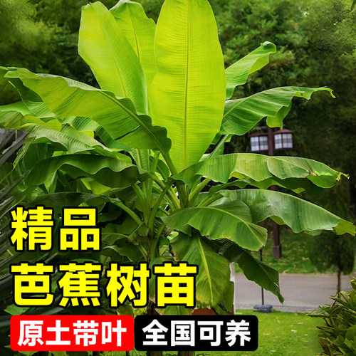 芭蕉树苗地栽盆栽绿植香蕉苗粉蕉庭院芭蕉树耐寒观赏北方室外好养 - 图0