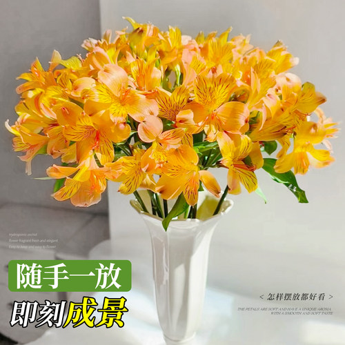 水仙百合鲜花六出花鲜切花卉插花材家用水养水培多头插瓶六初花束 - 图2
