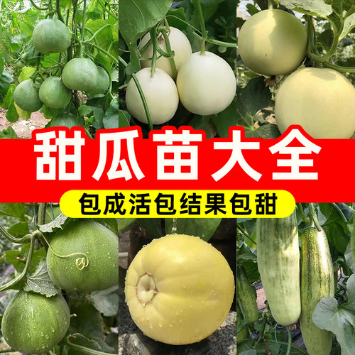 甜瓜苗大全羊角蜜绿宝石冰糖子白沙蜜玉菇茹日本嫁接香瓜苗秧种籽 - 图0