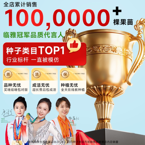 大五星枇杷苗树无核琵琶果树苗嫁接苗盆栽南方水果树果苗大果种植 - 图3