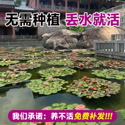池塘专用睡莲水培植物带花苞四季开花根块苗耐寒鱼缸无土水养花卉 - 图2