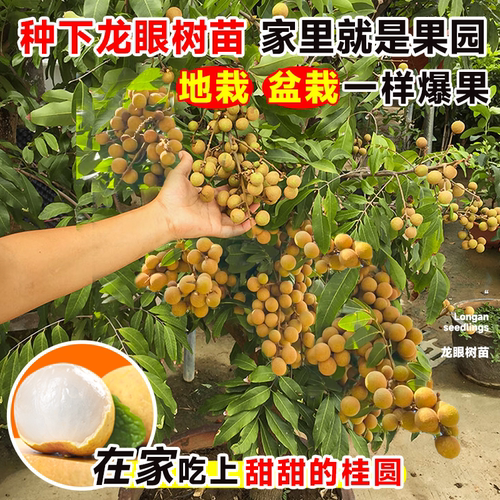 龙眼树果苗嫁接盆栽水果树大苗储良桂圆石硖南方四季种植当年结果 - 图1