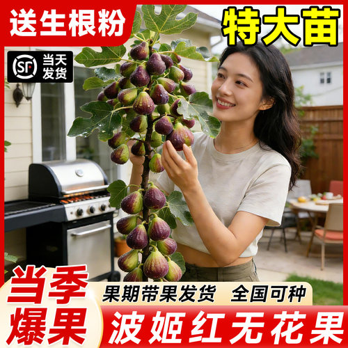 无花果树苗果苗特大果波姬红嫁接矮化南北方四季种植盆栽当年结果 - 图1