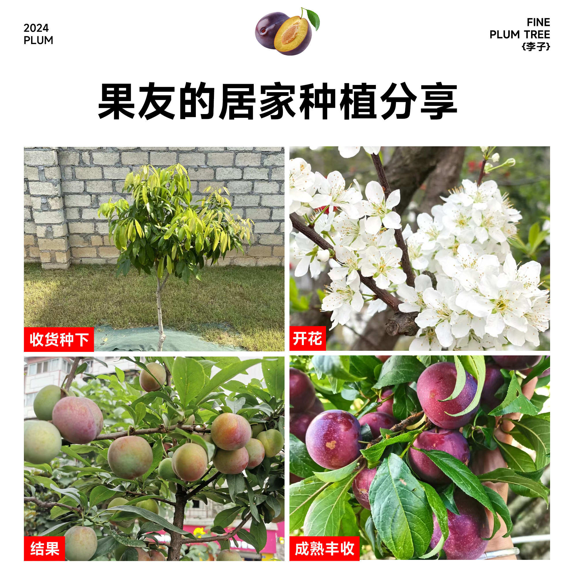三华李子树苗红心新品种特大嫁接蜂糖李北南方种植水果树果苗大全,淘宝优惠券,粉丝福利购,淘宝优惠卷