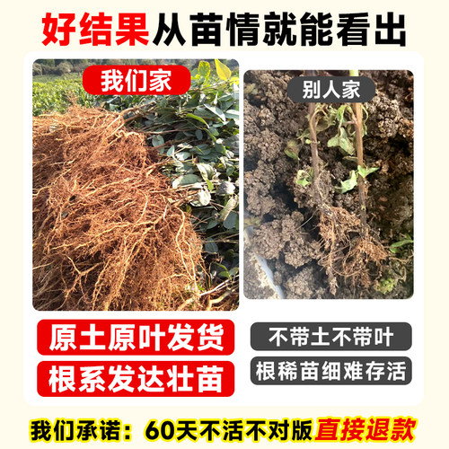无籽八月瓜树苗大苗八月炸果树苗野果水果苗盆栽南方庭院四季种植 - 图1