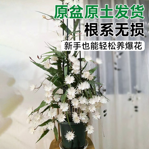 四季昙花盆栽带花苞小叶大叶卷叶昙花花苗可食用阳台浓香花卉植物 - 图0