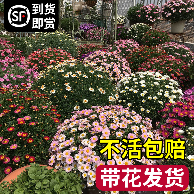 玛格丽特花苗盆栽鲜花绿植物室内花卉阳台庭院四季开花好养活蓝雪-图2