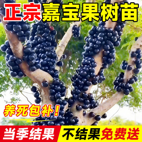 嘉宝果苗树盆栽树葡萄沙巴艾斯卡果树果苗庭院名贵南北方种植盆栽 - 图1