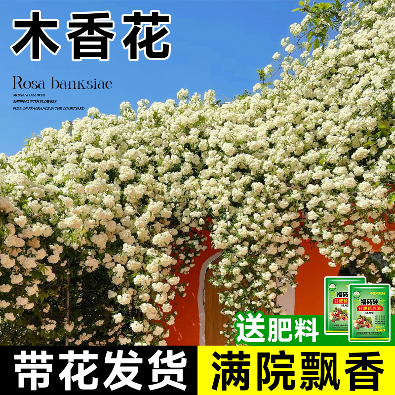 白木香花苗爬藤植物花卉重瓣红黄木香花树苗庭院蔷薇四季开花盆栽-图0