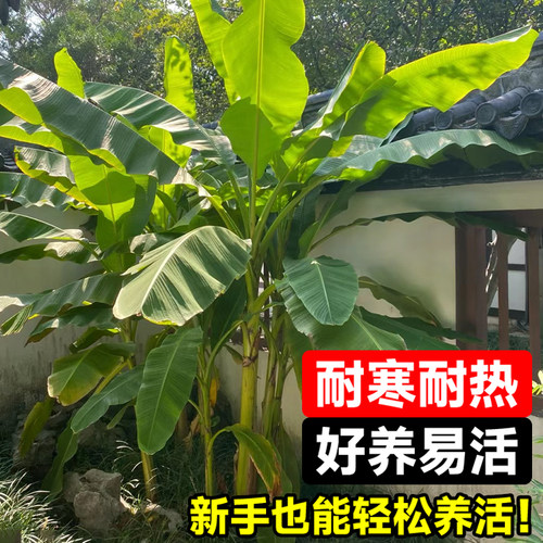芭蕉树苗地栽盆栽绿植香蕉苗粉蕉庭院芭蕉树耐寒观赏北方室外好养 - 图1