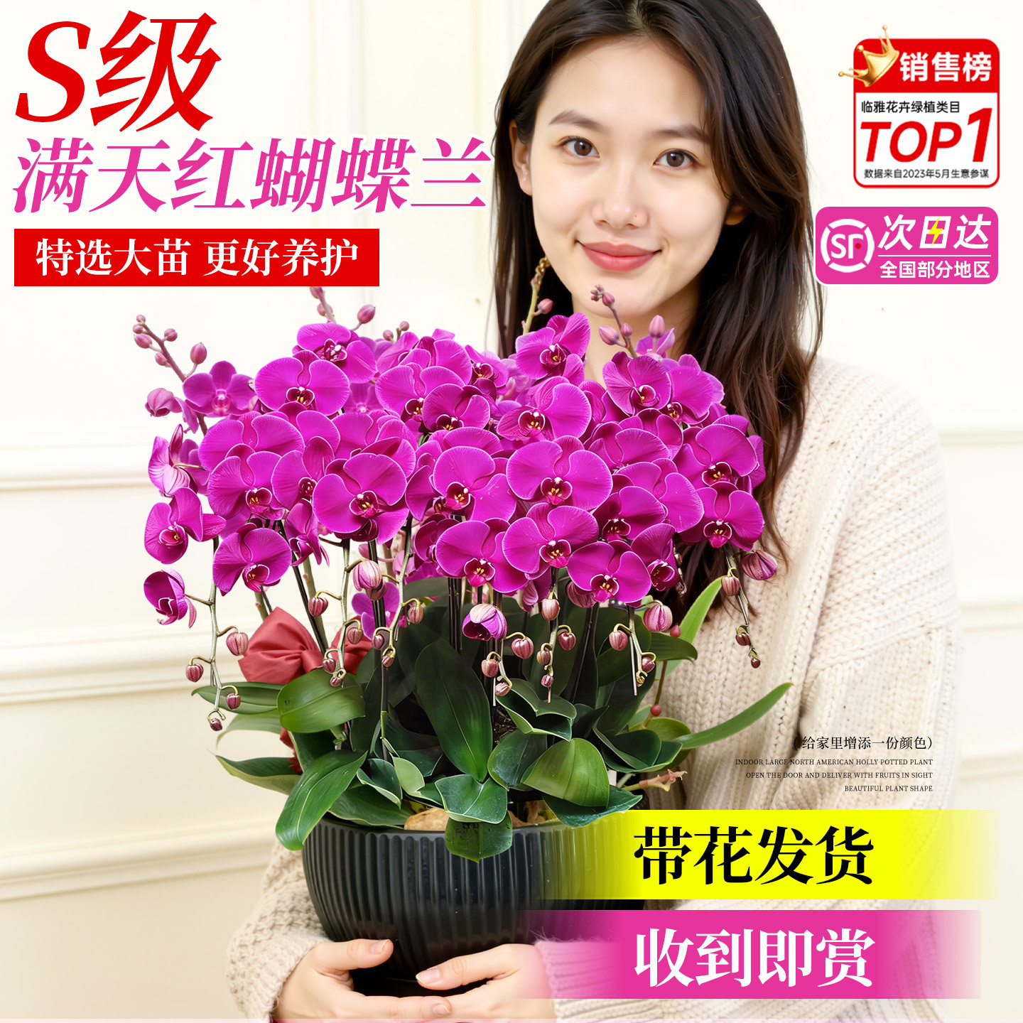 蝴蝶兰盆栽带花特大号花卉盆栽室内客厅易养活2026新款年宵花真花,淘宝优惠券,粉丝福利购,淘宝优惠卷