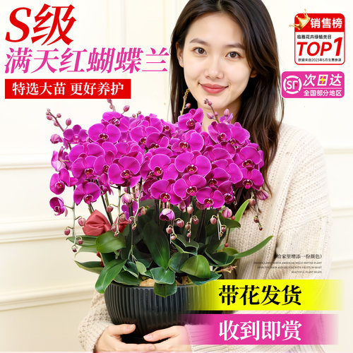 蝴蝶兰带花盆栽特大号花卉盆栽室内客厅易养活2026新款年宵花真花 - 图0