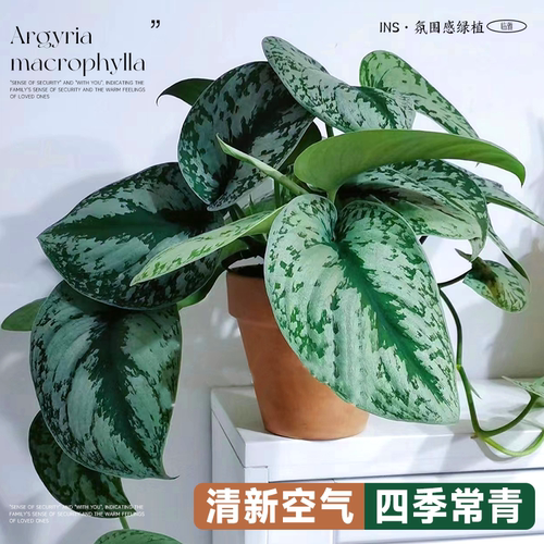 大叶银斑葛小叶水培室内垂吊绿植长藤花绿萝植物办公室桌面盆栽 - 图1