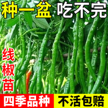 Line Pepper Seed Seeds Chili Seedlings Slim Leather Hangzhou Pepper Seed Balcony All Season Spring Vegetables Miao Chili Seeds