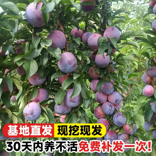 黑布林李子树苗果树果苗阳台庭院南方北方种植蜂糖李子新品种三华 - 图2