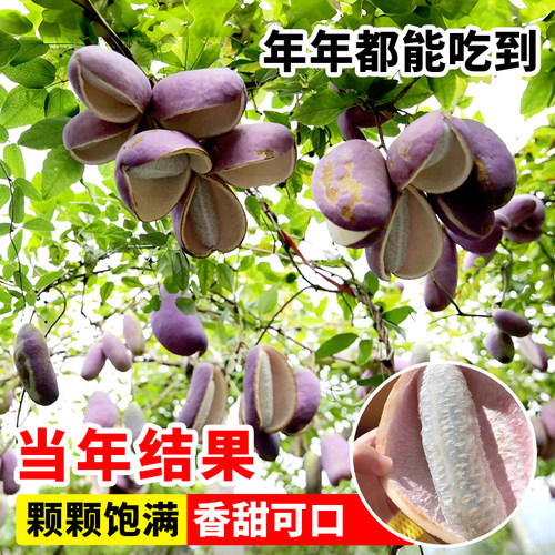 无籽八月瓜树苗大苗八月炸果树苗野果水果苗盆栽南方庭院四季种植 - 图2