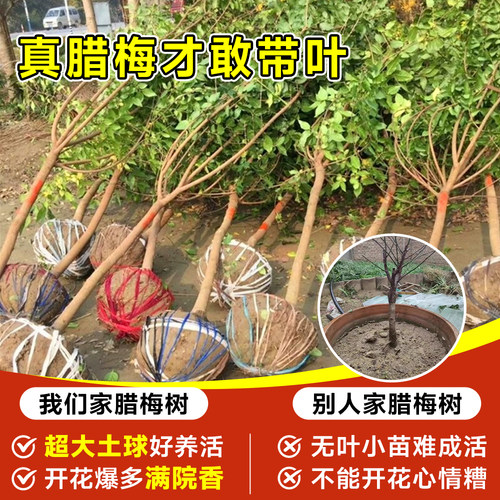 高杆腊梅花树苗庭院地栽盆老桩耐寒冬季开花卉植物浓香原丛生红梅 - 图0